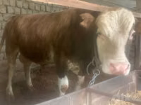 Bulle, Simmental cattle — Foto 2