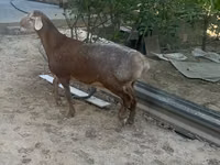 मेढ़ा, Arashan sheep — फ़ोटो 6