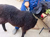 Widder, Hissar sheep — Foto 2