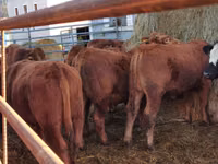 Rinder (Partie, Geschlecht nicht angegeben), Limousin-Kuh — Foto 3