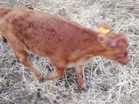 Toro, Ganado vacuno — foto 3