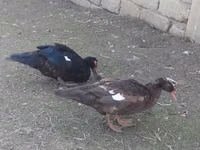 Домашняя мушка — сүрөт 1