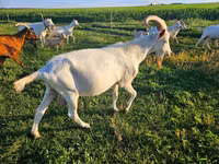 Ziege, Saanen goat — Foto 1