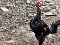 Chickens — Foto 4