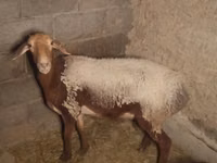 نعجة, Arashan sheep — الصورة 3