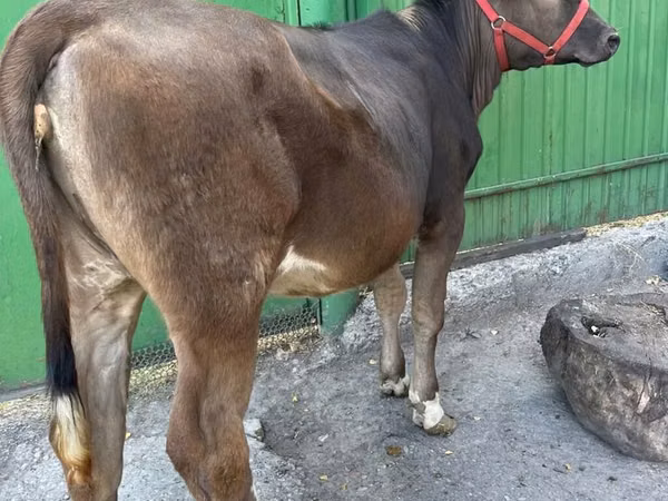 Kuh, Swiss cattle