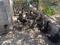 Hausente — Foto 3