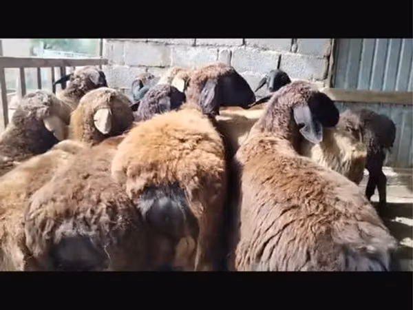 Кочкор, Койлор