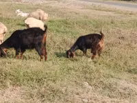 Ziegenbock, Nubian Goat — Foto 4
