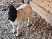 Қошқар, Dorper sheep — 4-сурет