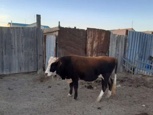 公牛, Kazakh White-headed cow — 哈萨克斯坦