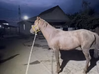 घोड़ा, Kazakh horse — फ़ोटो 7