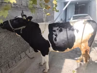 بقرة, Russian Black pied cattle — الصورة 6