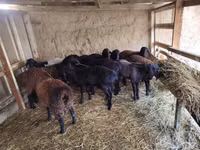 公羊, Sheep — 照片 1