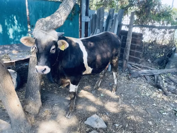 Bull, Russian Black pied cattle