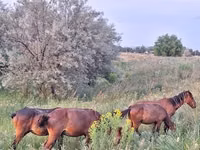 خيول (دفعة، الجنس غير محدد), Kazakh horse — الصورة 3