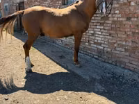 Caballo, Russian Don — foto 3