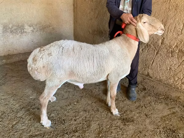 Widder, Arashan sheep
