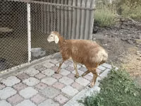 Sheep, Arashan sheep — photo 6
