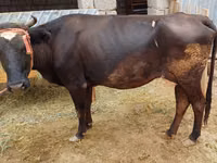 गाय, Latvian Blue cattle — फ़ोटो 1