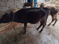 गाय, मवेशी — फ़ोटो 3