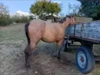 Mare, Horses — photo 5