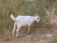 母山羊, Saanen goat — 照片 3