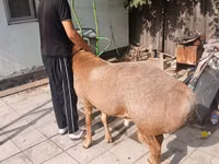 Carnero, Edilbay sheep — foto 3