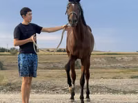 Hengst, Arabian horse — Foto 3