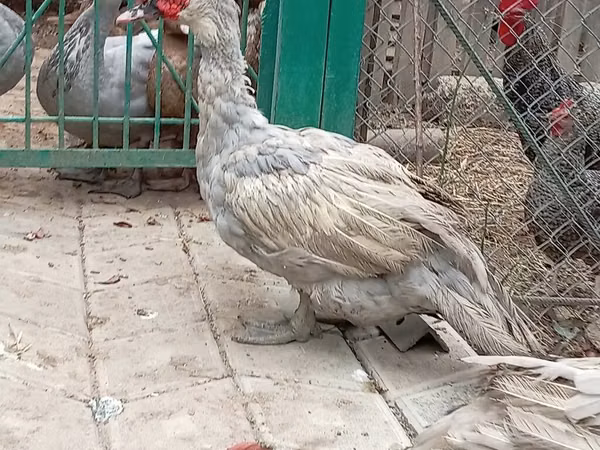 Ducks