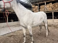 Stute, Tersk horse — Foto 2