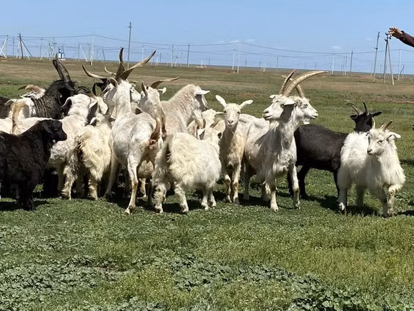 母山羊, Goats — 哈萨克斯坦