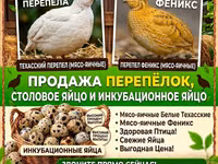Quails — Foto 1
