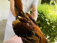 Chickens — الصورة 5