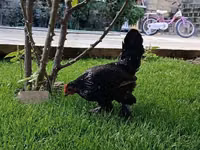Chickens — الصورة 7