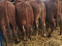 Toro, Vaca Limousin — foto 3