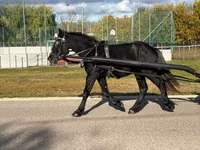 Hengst, Pferde — Foto 4