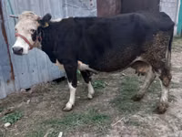 Kuh, Russian Black pied cattle — Foto 1