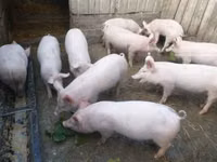 Pigs (batch, sex not specified), Pigs — photo 2