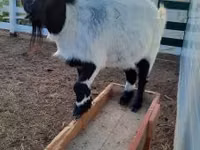 Ziege, Nigerian dwarf goats — Foto 1