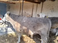 Bulle, Simmental cattle — Foto 2