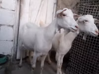 Cabra, Saanen goat — foto 1