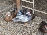 Chickens — Foto 6