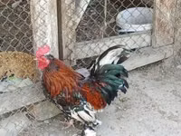 Chickens — Foto 2
