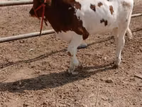 Bull, Simmental cattle — photo 4