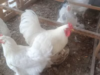 Chickens — الصورة 3