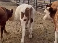 Bulle, Simmental cattle — Foto 3