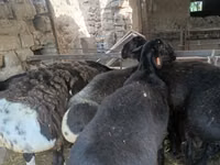 मेढ़ा, Rhon sheep — फ़ोटो 2