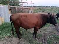 Toro, Ganado vacuno — foto 2