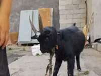تيس, الماعز — الصورة 2